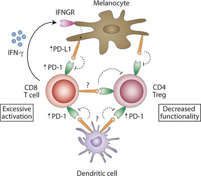 Targeting the PD-1/PD-L1 Axis in Human Vitiligo